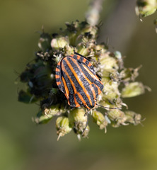 Graphosoma italicum