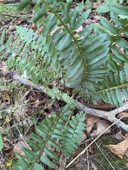 Polystichum acrostichoides