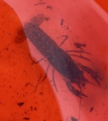 Faxonius virilis