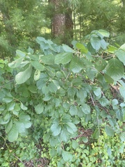 Rhamnaceae