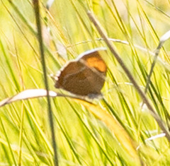 Thecla betulae