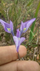 Moraea tripetala