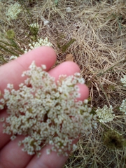 Apiales
