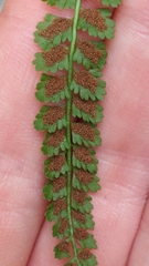 Asplenium viride