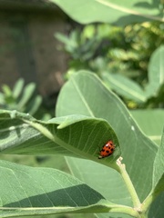 Hesperomyces harmoniae