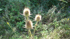 Dipsacus laciniatus