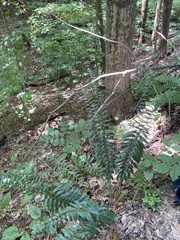 Polystichum acrostichoides