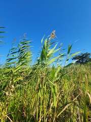 Phragmites australis americanus