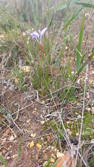 Moraea tripetala
