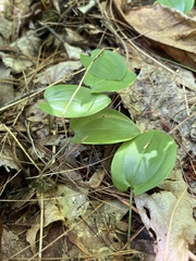 Maianthemum canadense