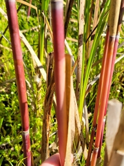 Phragmites australis americanus