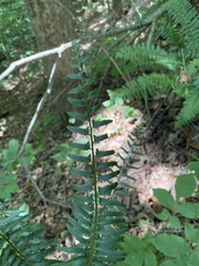 Polystichum acrostichoides