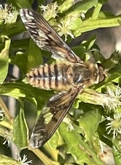 Poecilanthrax arethusa