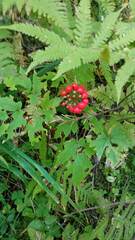 Actaea erythrocarpa