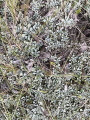 Antennaria