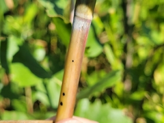 Phragmites australis americanus