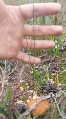 Moraea tripetala