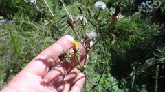 Picris hieracioides
