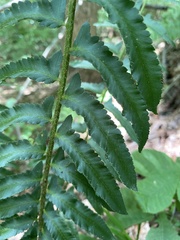 Polystichum acrostichoides