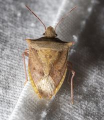 Euschistus ictericus