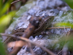 Lacerta agilis