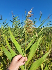Phragmites australis americanus