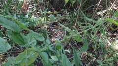 Urtica galeopsifolia