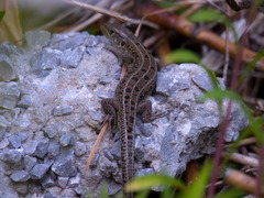 Lacerta agilis