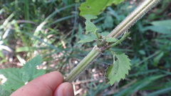 Urtica galeopsifolia
