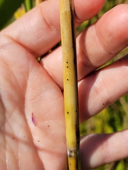 Phragmites australis americanus