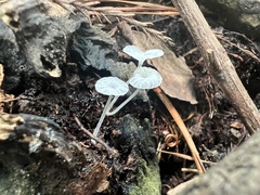 Tetrapyrgos nigripes