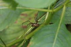 Mitopus morio