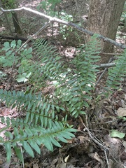 Polystichum acrostichoides