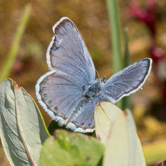 Plebejus idas