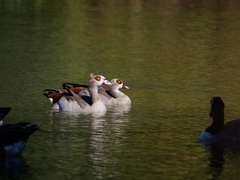 Alopochen aegyptiaca