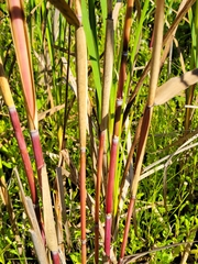 Phragmites australis americanus