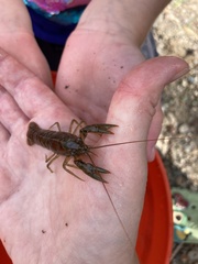 Faxonius virilis