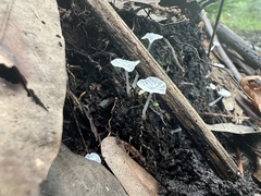 Tetrapyrgos nigripes