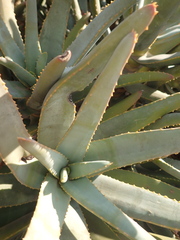 Aloidendron ramosissimum