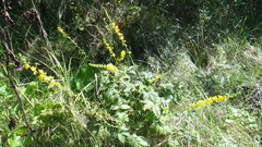 Agrimonia eupatoria
