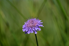 Dipsacoideae