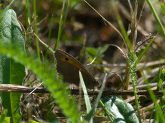 Hyponephele lycaon