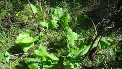 Rumex confertus