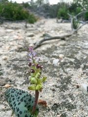 Lachenalia membranacea