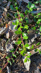Arctostaphylos uva-ursi