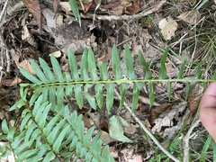 Polystichum acrostichoides