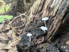 Tetrapyrgos nigripes