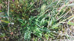 Pelargonium auritum auritum