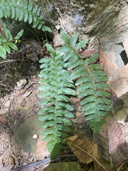 Polystichum acrostichoides