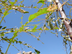 Lymantria dispar